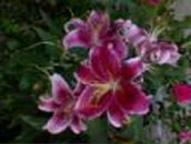 Олег Літвін фотография #42 (источник - https://vk.com/id167122010)