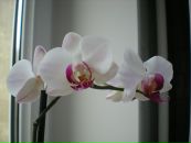 Олена Дівченко фотография #3 (источник - https://vk.com/id6475327)