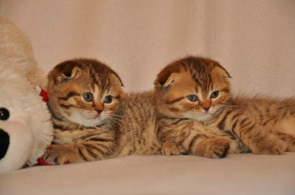 №4, Марина Котова, Тольятти №4, Марина Котова, Тольятти