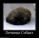 Софія Гончарук фотография #1