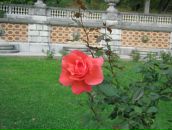 Фотография Дибас Оксаны