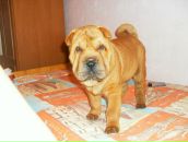 Фотография Астаповой Кати