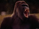 Ape Obstinate фотография #10 (источник - https://vk.com/id4298826)