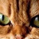 Настінька Каменскіх фотография #15 (источник - https://vk.com/id143328636)