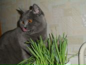 Фотография Романишин Юрий