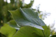 Динни Лецкая фотография #35 (источник - https://vk.com/id170970)