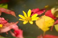 Анна Шевчук фотография #20 (источник - https://vk.com/id1542252)