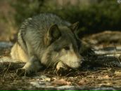 Дима Петренко фотография #50 (источник - https://vk.com/id102480375)