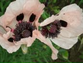 Фотография Шитовой Ольги