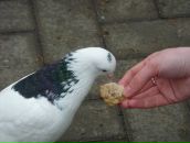 Фотография Бухарин Павел