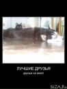 Андрій Кость фотография #45 (источник - https://vk.com/id101523145)