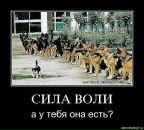 Серега Апілат фотография #18 (источник - https://vk.com/id29340156)