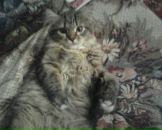 Фотография Стецкевича Романа