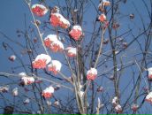 Фотография Кислицы Марии