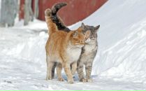 Василина Фущіч фотография #37 (источник - https://vk.com/id25200234)