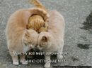 Юля Комісар фотография #29 (источник - https://vk.com/id67204625)