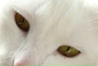 Фотография Соколовой Надежды