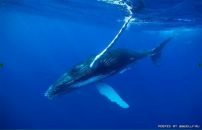 Фотография Качулите Анастасии