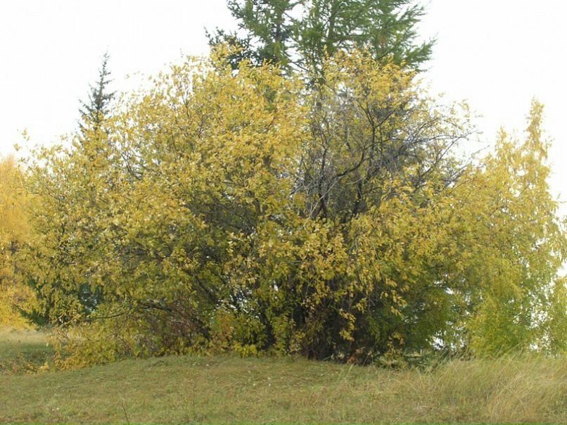 Алгыс Иванов фото №32