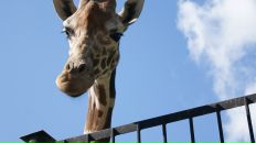 Фотография Батовой Алины