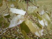 Фотография Prjanik Elena