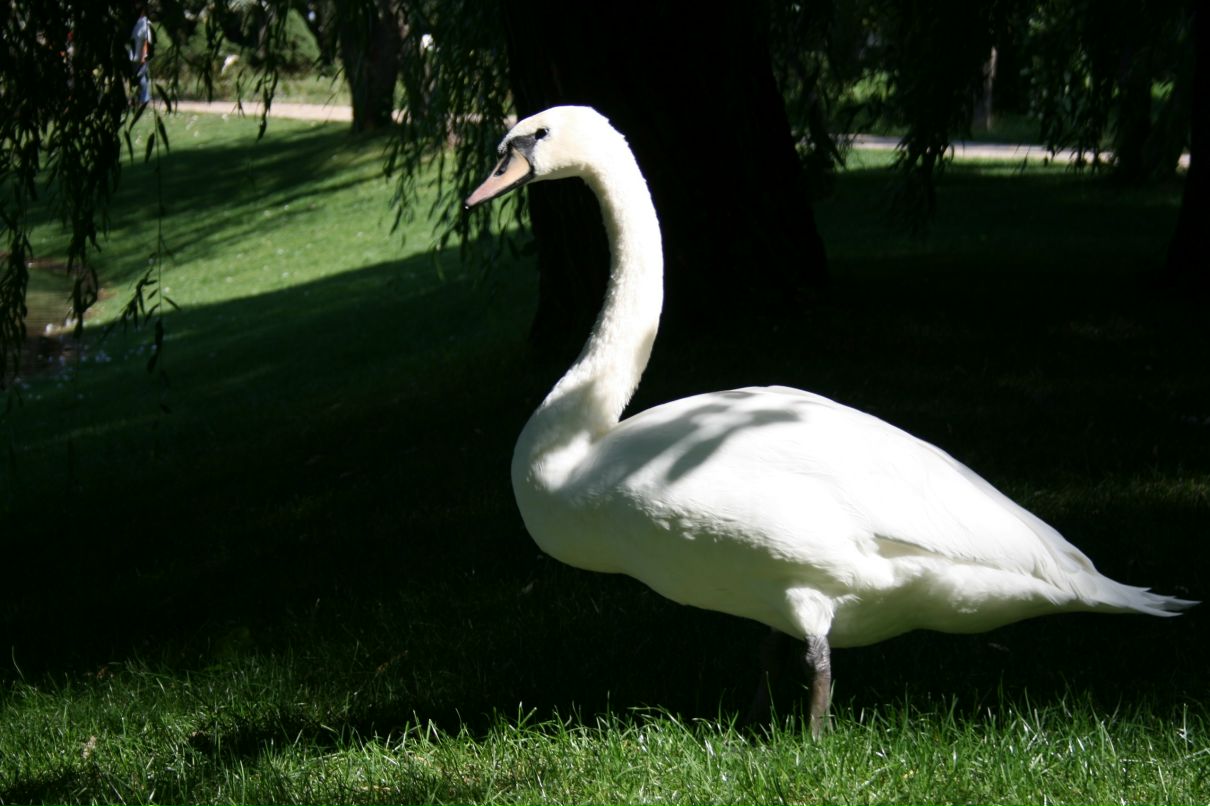 Андрій Девіс фотография #49