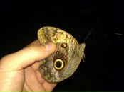 Дмитрий Гомон фотография #18 (источник - https://vk.com/id833603)