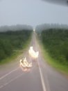 Евгения Максимова фотография #45 (источник - https://vk.com/id3203325)