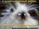 Анеліна Пех фотография #15 (источник - https://vk.com/id166478774)