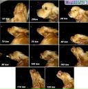 Фотография Петрова Артема