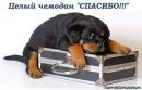 Дим Димыч фотография #11 (источник - https://vk.com/id167311256)