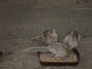Наталя Лехів фотография #1