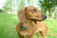 Фотография Korobkova-Istomina Evgenia