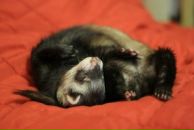 Фотография Камбулиной Юлии