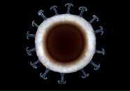 Фотография Сафонова Сергея