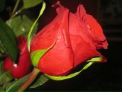 Фотография Царевой Нины