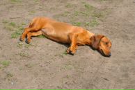 Фотография Коробейникова Дениса