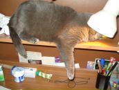 Фотография Никулина Василия