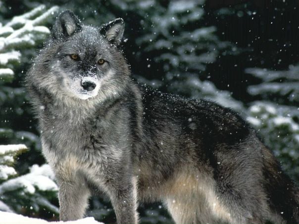 Silver Wolf фото №2