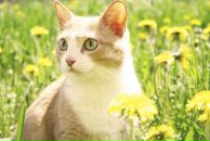 Фотография Афанасьевой Анны