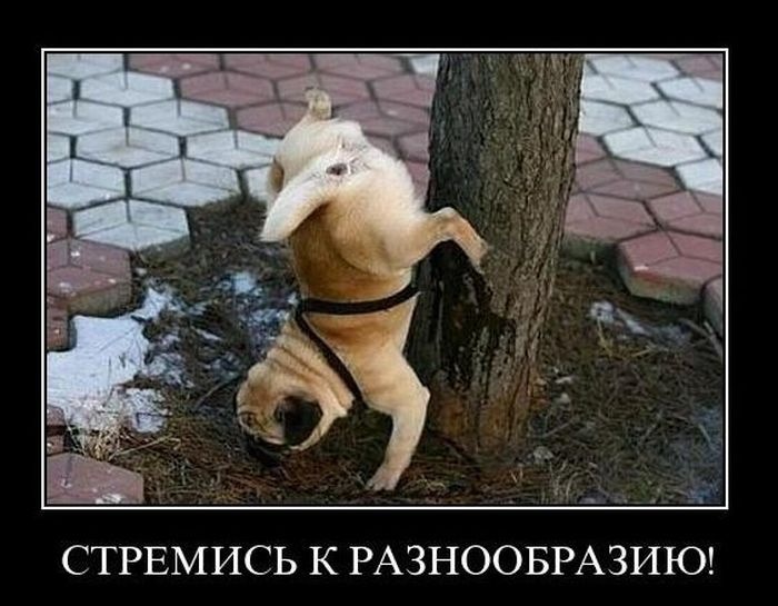 Игорь Сова фотография #34