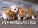Олексій Стороженко фотография #19 (источник - https://vk.com/id145017798)