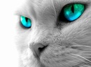 Ксеня Ніколюк фотография #6 (источник - https://vk.com/id138726055)