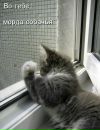 Вікторія Федоренко фотография #50 (источник - https://vk.com/id48547688)