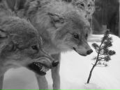 Светлана Крылова фотография #8 (источник - https://vk.com/id42390)