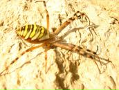 Іра Веретіна фотография #18 (источник - https://vk.com/id90606424)