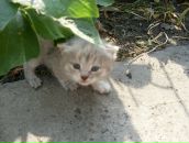 Ірина Бердичевська фотография #44 (источник - https://vk.com/id24145785)