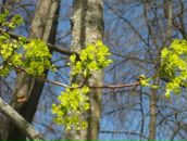 Фотография Бергман Ольги