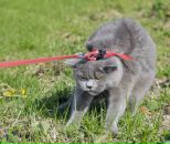 Фотография Ognerubova Tatyana