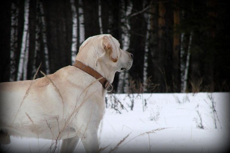 Клайд Собакин фотография #44